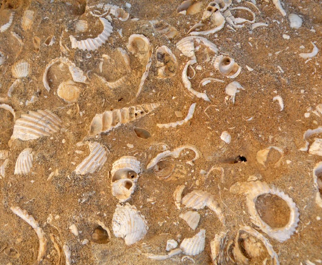 Fossili antichi